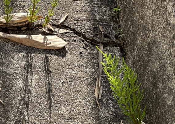 排水ドレンの雑草繁殖